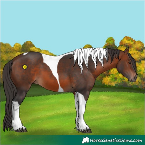 Horse Color:Brown Tobiano 