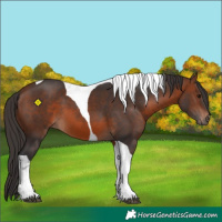 Horse Color:Brown Tobiano 