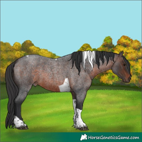 Horse Color:Brown Roan Tobiano 