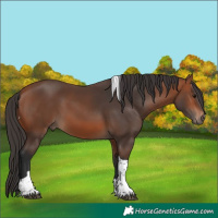 Horse Color:Bay Tobiano 