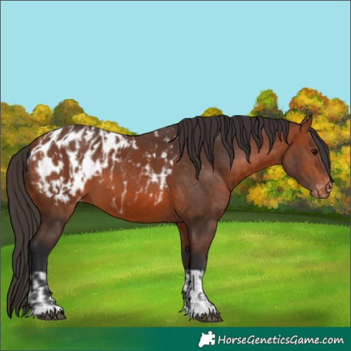 Horse Color:Bay Appaloosa  and Bay Appaloosa 