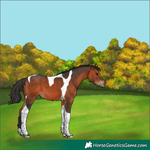 Horse Color:Brown Tobiano 
