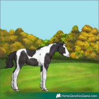 Horse Color:Smoky Black Splash Tobiano