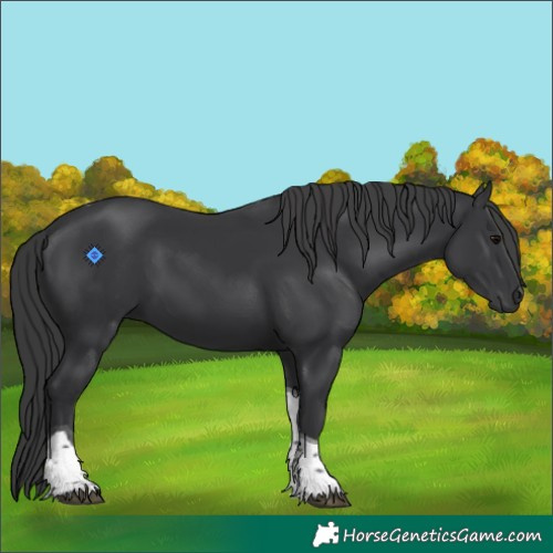 Horse Color:Black Tobiano 