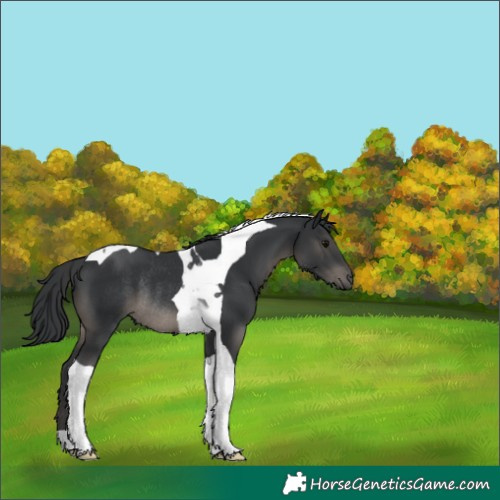 Horse Color:Black Tobiano Rabicano 