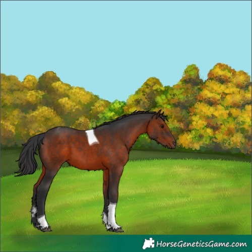 Horse Color:Brown Tobiano
