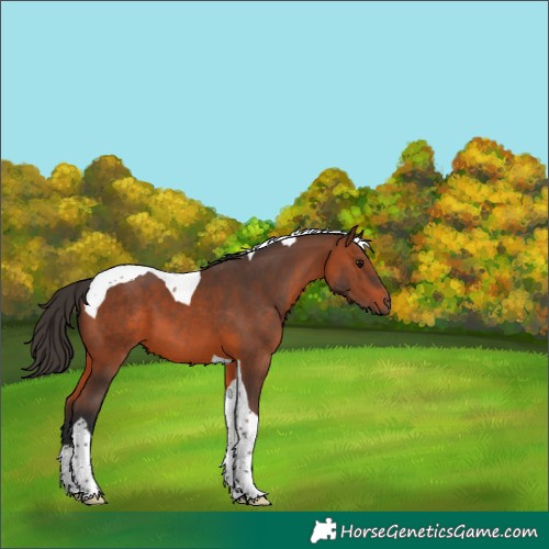 Horse Color:Bay Tobiano 