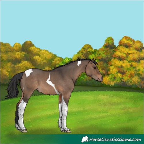 Horse Color:Brown Dun Tobiano 