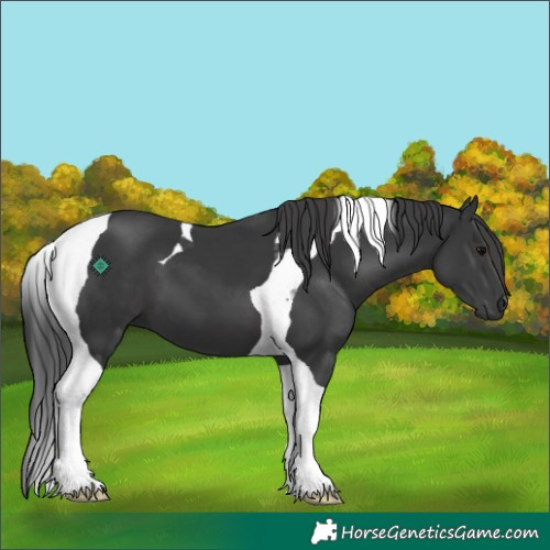 Horse Color:Black Tobiano 