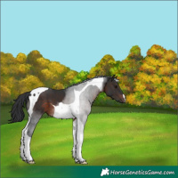 Horse Color:Brown Tobiano 