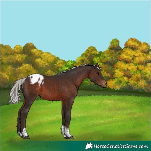 Horse Color:Silver Brown Tobiano Blanket 
