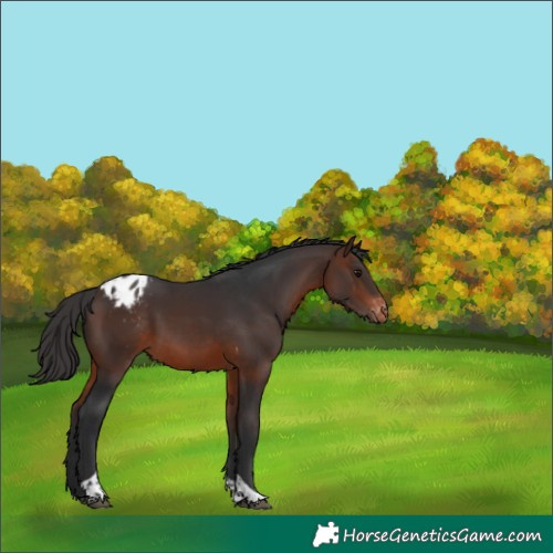 Horse Color:Brown Tobiano Blanket 