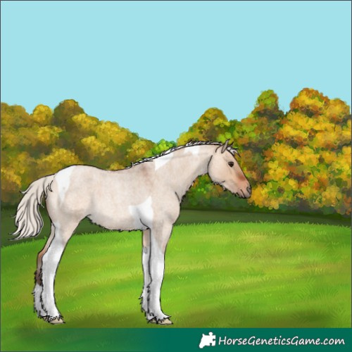 Horse Color:Silver Bay Roan Dun Tobiano Rabicano 
