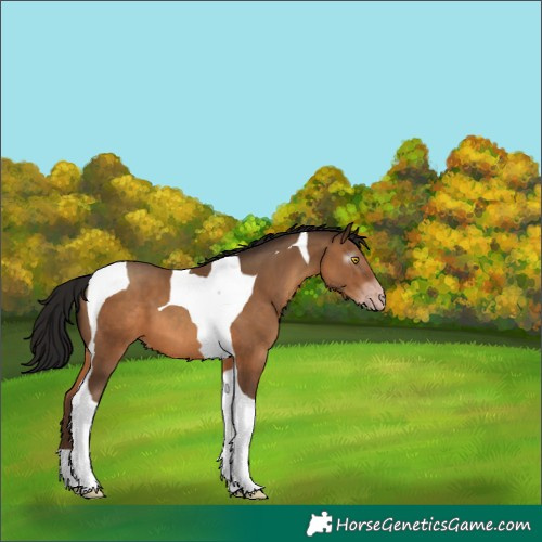 Horse Color:Gray Amber Champagne Tobiano 