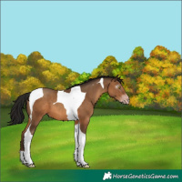 Horse Color:Gray Amber Champagne Tobiano