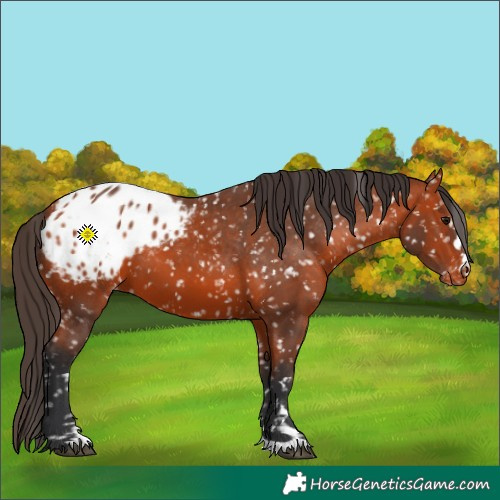 Horse Color:Bay Appaloosa 