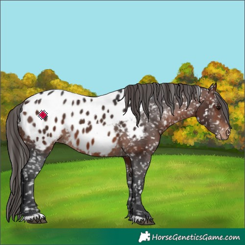 Horse Color:Brown Appaloosa 