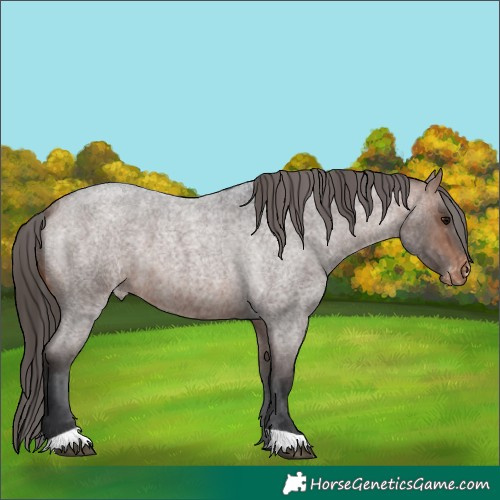 Horse Color:Bay Roan Varnish 