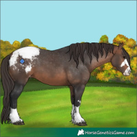 Horse Color:Bay Snowcap 