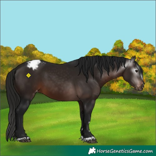 Horse Color:Gray Bay Varnish 