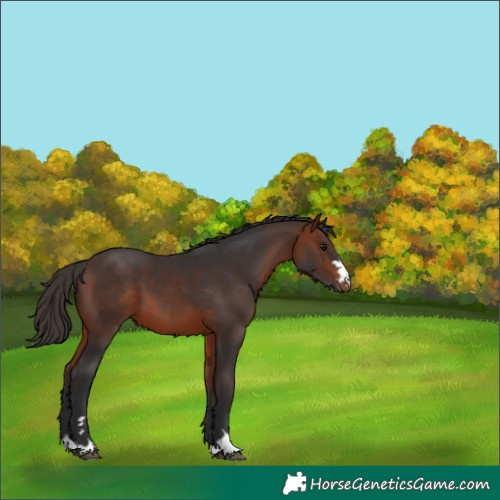 Horse Color:Bay Appaloosa 