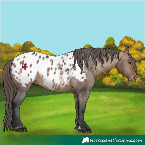 Horse Color:Bay Dun Appaloosa 