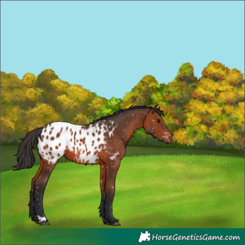 Horse Color:Brown Appaloosa 