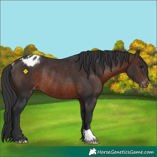 Horse Color:Brown Blanket Rabicano 