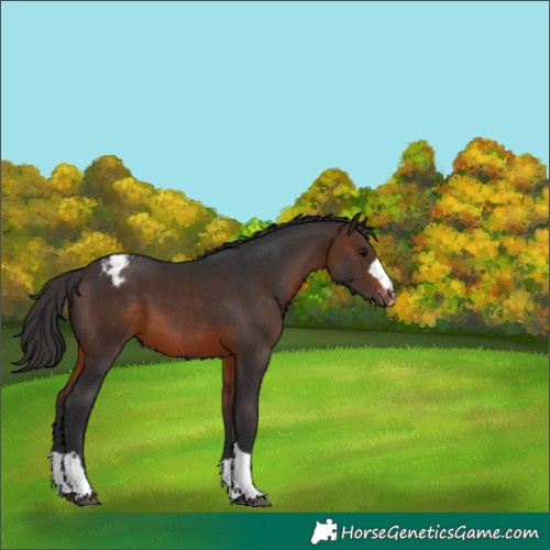 Horse Color:Brown Appaloosa 