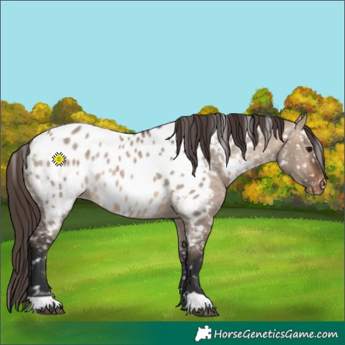 Horse Color:Brown Dun Near Leopard 
