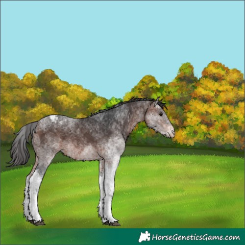 Horse Color:White Spotted Brown Appaloosa 