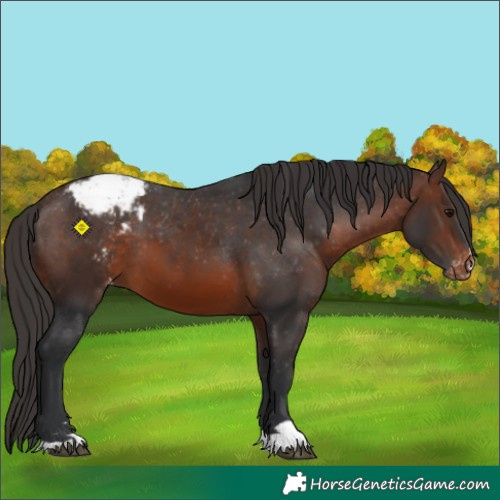 Horse Color:Brown Appaloosa 