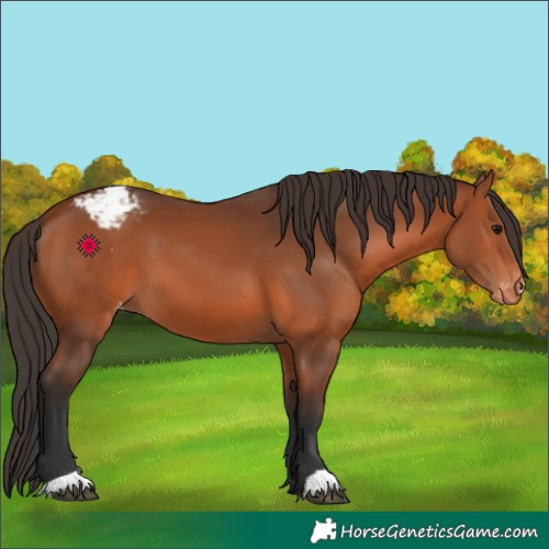 Horse Color:Bay Appaloosa 