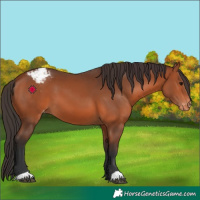 Horse Color:Bay Appaloosa 