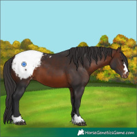 Horse Color:Brown Appaloosa 
