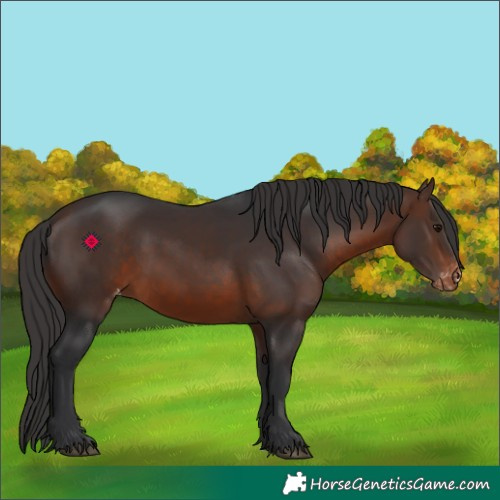 Horse Color:Brown Appaloosa 