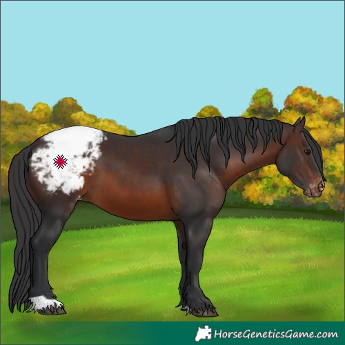 Horse Color:Brown Snowcap 