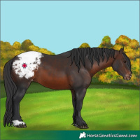 Horse Color:Brown Appaloosa 