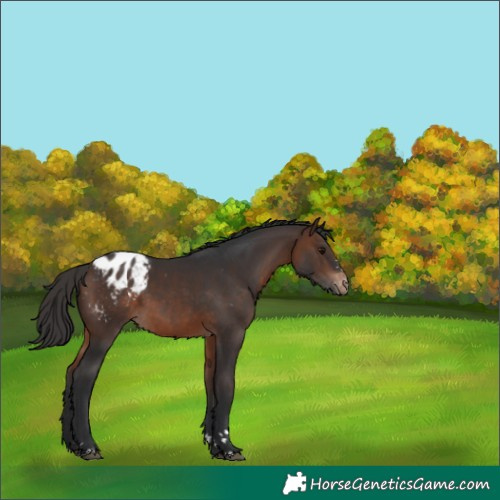 Horse Color:Brown Appaloosa 