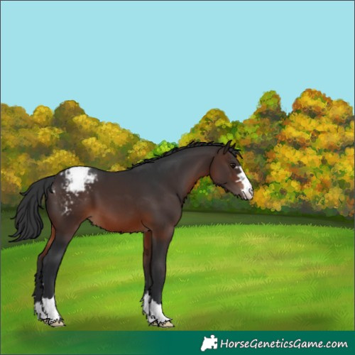 Horse Color:Brown Appaloosa 