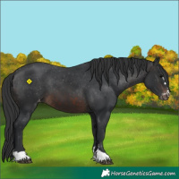 Horse Color:Brown Appaloosa 