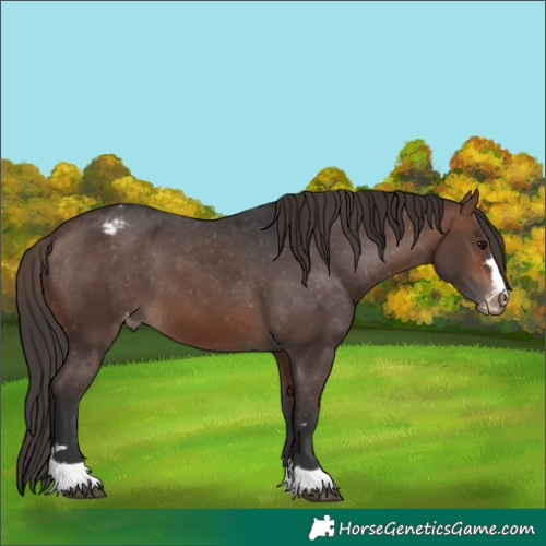 Horse Color:Brown Appaloosa 