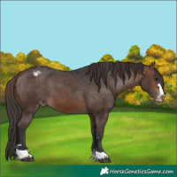 Horse Color:Brown Appaloosa