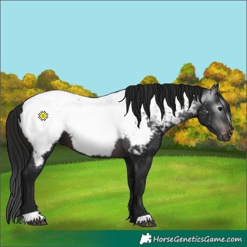 Horse Color:Gray Brown Appaloosa 