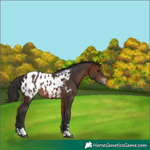 Horse Color:Bay Appaloosa 