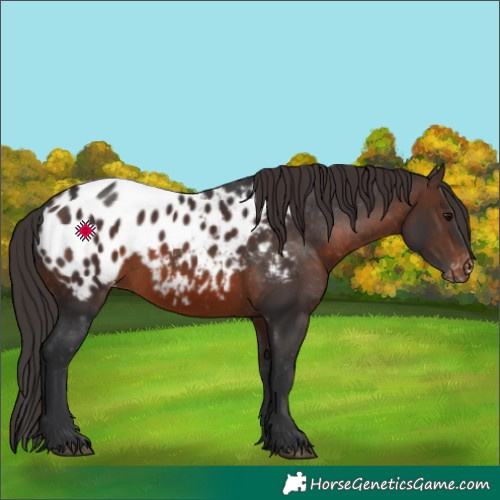 Horse Color:Brown Appaloosa 