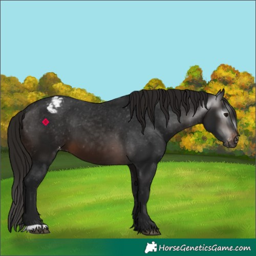 Horse Color:Gray Brown Appaloosa 