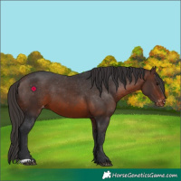 Horse Color:Brown Appaloosa