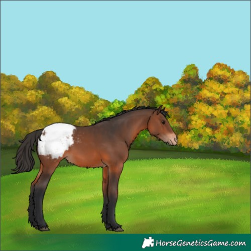 Horse Color:Brown Appaloosa 