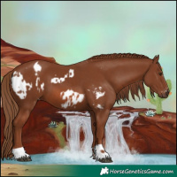 Horse Color:Chestnut Appaloosa  and Chestnut 